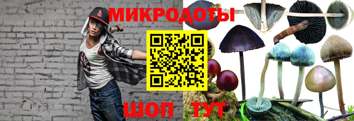 Галлюциногенные грибы Psilocybe Тайшет